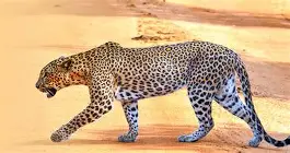 coreldraw手机版苹果版下载(手机版cdr软件苹果版)