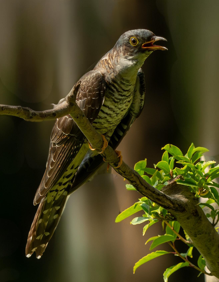 布谷鸟手机版登录(布谷鸟账号登录不了)-第2张图片-QuickQ官网 布谷鸟手机版登录(布谷鸟账号登录不了)-第2张图片-QuickQ官网