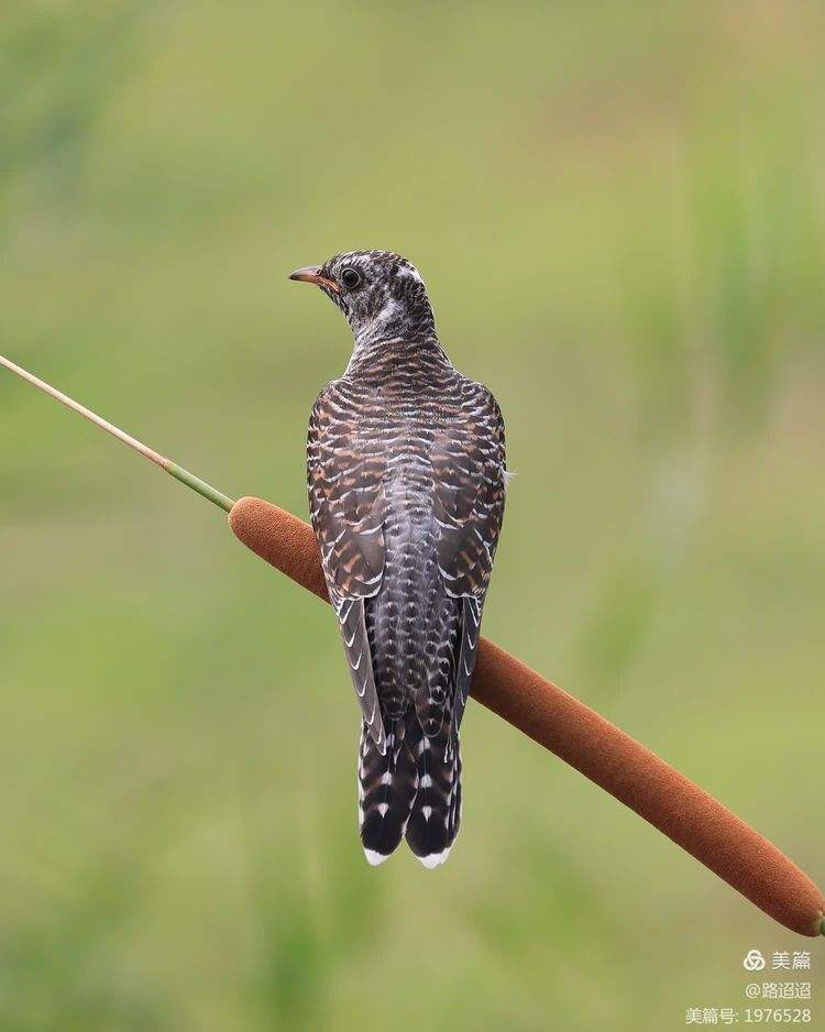 布谷鸟手机版登录(布谷鸟账号登录不了)-第5张图片-QuickQ官网 布谷鸟手机版登录(布谷鸟账号登录不了)-第5张图片-QuickQ官网